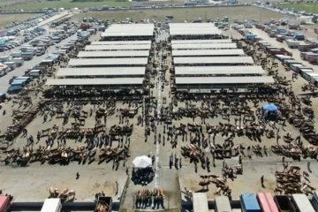 Türkiye'nin en büyük hayvan pazarı yeniden açıldı
