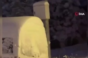 Uludağ'da kış uykusuna yatamayan ayılar yemek aramaya çıktı