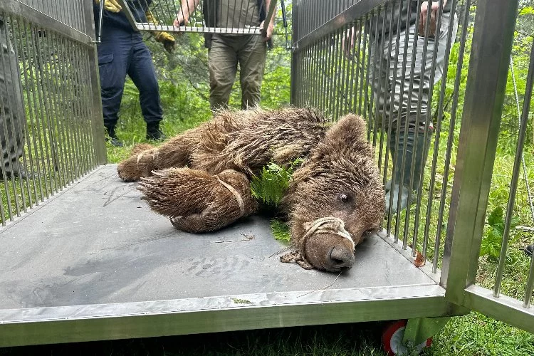 Operasyonla kurtarılan ayı Karacabey ayı barınağına götürüldü