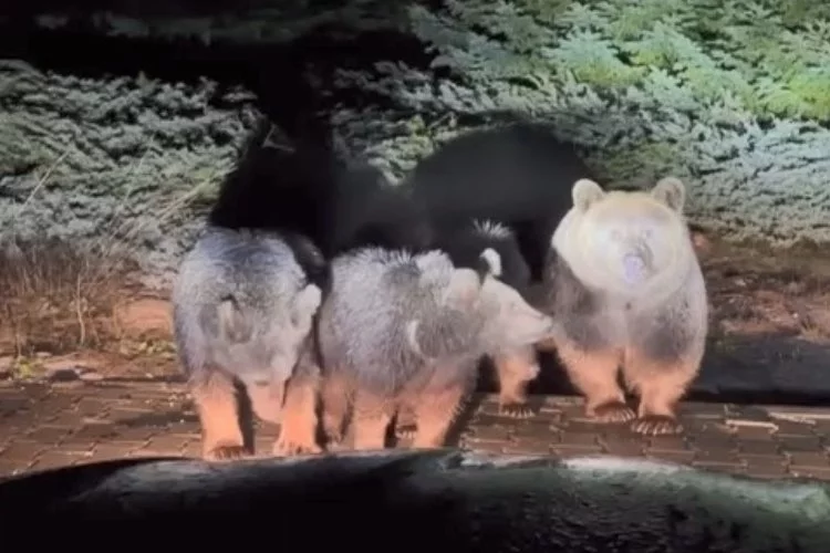 Uludağ’da kış uykusuna yatamayan ayıları böyle  görüntülendi