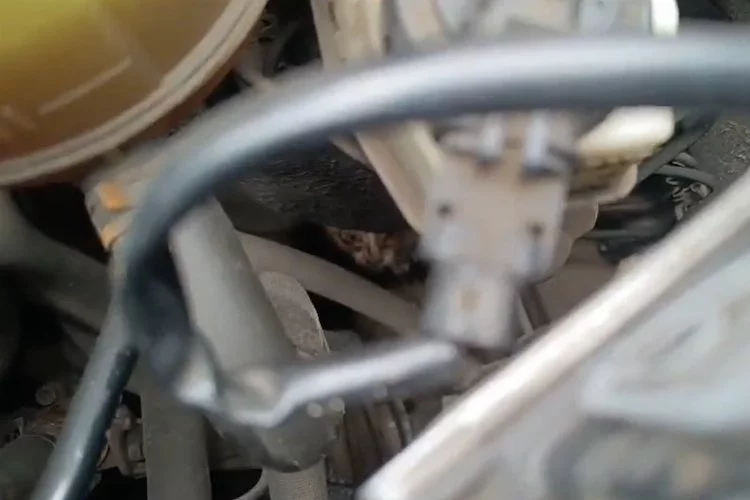 Yavru kedi araç motoruna girdi, itfaiye kurtardı!