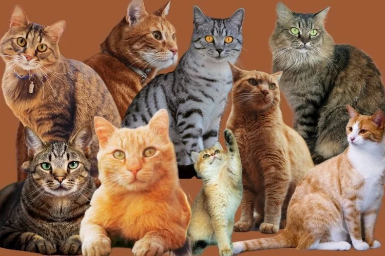 Yeni bir araştırma kedilerin 2 binden fazla türü tükettiğini gösterdi